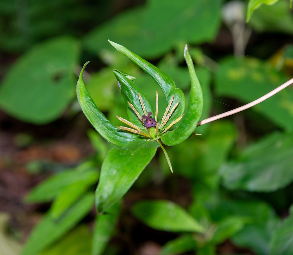 Hemangiosarcoma and Yunnan Baiyao